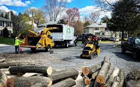 Best Tree and Shrub Care  in Lake Mathews, CA