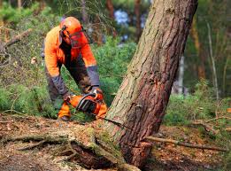 Best Tree Mulching Services  in Lake Mathews, CA