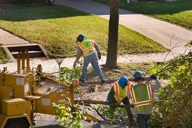 Best Root Management and Removal  in Lake Mathews, CA